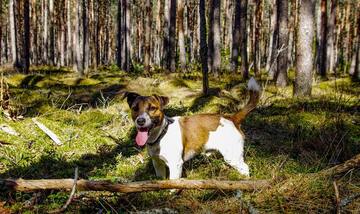 Puppy courses